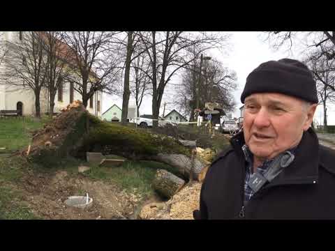 Veter na Stari Gori podrl 110-letno lipo