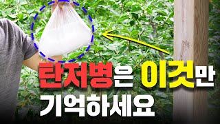 탄저병에 이걸 넣어야지 방제가 가능합니다 ㅣ탄저병 예방 ㅣ탄저병방제 ㅣ탄저균