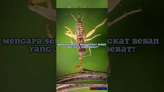 Download lagu Mengapa Semut Bisa Angkat Beban Yang Jauh Lebih Berat? #shortfeed #shorts mp3