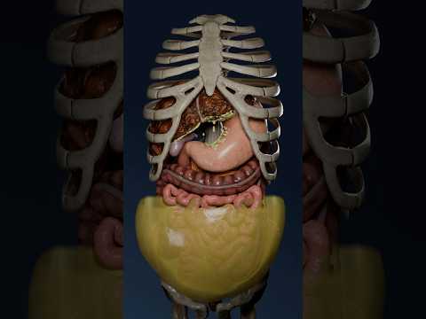Ascites in liver cirrhosis: exploring the accumulation of fluid in 3D