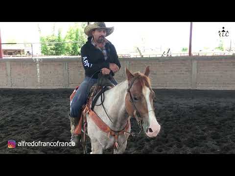 THE ROAD TO FUTURITY VIP - Chapter 8 (Part 1)