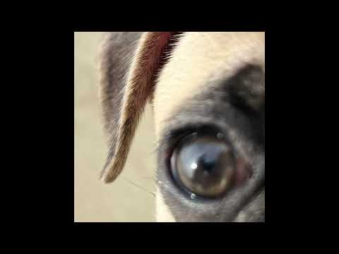 Sonya - hey, hello, (audio)