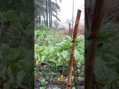 veja a tempestade em  Rio do Campo Santa Catarina