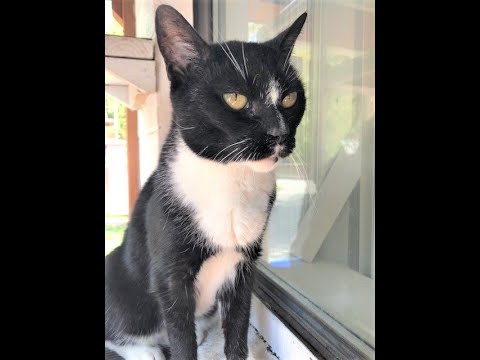 Muriel, an adopted Domestic Short Hair & Tuxedo Mix in Briarcliff Manor, NY_image-1