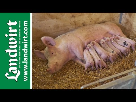 download lagu mp3 mp4 Schweinestall, download lagu Schweinestall gratis, unduh video klip Schweinestall