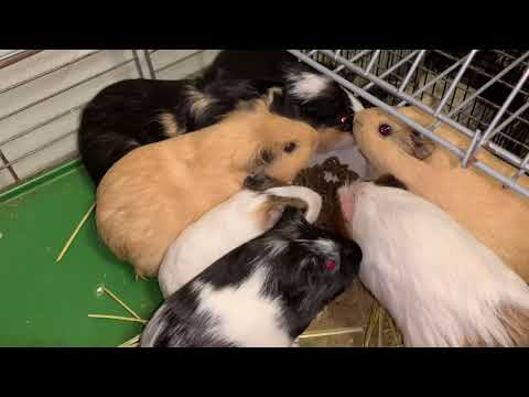  2024 年にラズベリーの吸盤を植えるのに最適な時期はいつですか?春にこれらの低木を移植するにはどうすればよいですか？  庭園