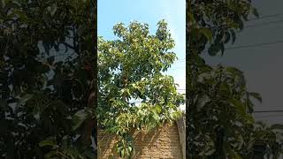 Download lagu ALPUKAT NIKOL PERBAUNGAN #youtubeshorts #shorts #perbaungandurianfarm mp3 Download lagu ALPUKAT NIKOL PERBAUNGAN #youtubeshorts #shorts #perbaungandurianfarm mp3