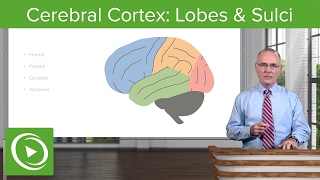 Cerebral Cortex: Lobes & Sulci – Brain & Nervous System | Lecturio
