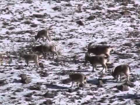 China View: Police help wild animals survive winter