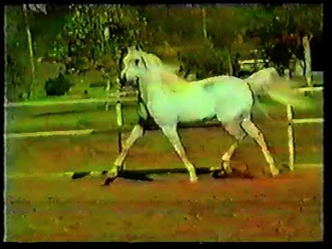 Eastwinds Simeon Sanegor and Simeon Sadik