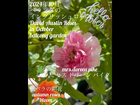 ナチュラルプライバシースクリーン - 覗き見を防ぐバルコニーの植物  庭園