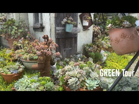 メンテナンス不要のトップ屋内吊り下げ多肉植物