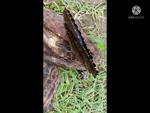 mariposa Morpho azul