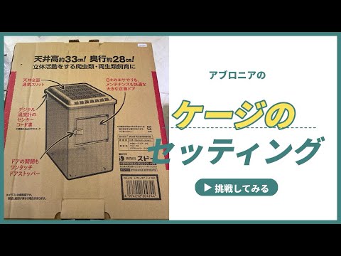 アブロニア イネ科