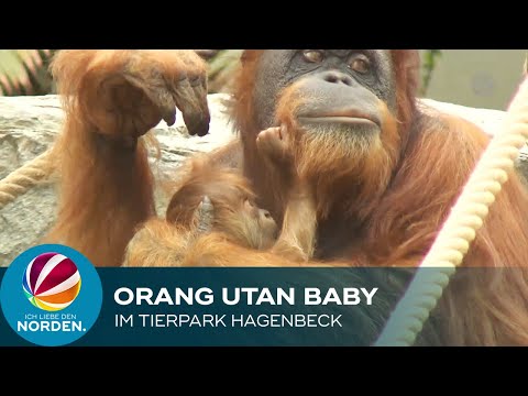 Hamburg: Orang-Utan Baby im Tierpark Hagenbeck geboren