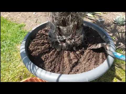 Slow-release fertilizer for your palm trees