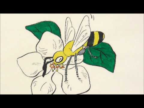 Wie entsteht ein Apfel?