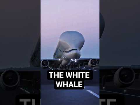 AIRBUS BELUGA #shorts #trending #fyp #aviation