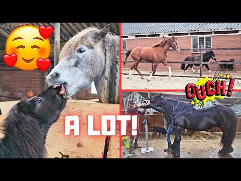 Rising Star⭐ and Spidey are no longer stallions. Teeth and molars. Bjarni is back! | Friesian Horses