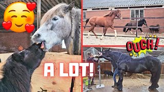 Rising Star⭐ and Spidey are no longer stallions. Teeth and molars. Bjarni is back! | Friesian Horses