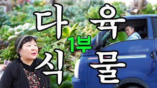[나는농부다 337회 1부] 닭살 부부의 다육이 로맨스