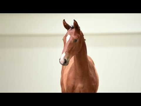 Holsteiner Fohlenauktion 2016 in Elmshorn - Nr. 34 v. Dinken - Lasino