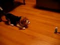 Daisy the Beagle - Revenge on General Grievous