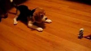 Daisy the Beagle - Revenge on General Grievous - Daisythebeagle.blogspot.com