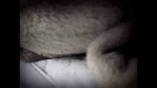 FELINE EYES by CAT HEAD (Lyrics/Music: Al Petroni) HOME DEMO