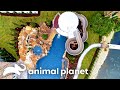 Craziest Pools Insane Pools Off The Deep End Animal Planet