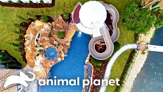 Craziest Pools | Insane Pools: Off the Deep End | Animal Planet