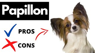 Papillon Pros And Cons | Should You REALLY Get A PAPILLON?