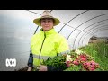 Born Between The Flowers From The Netherlands To The Southern Highlands ABC Australia