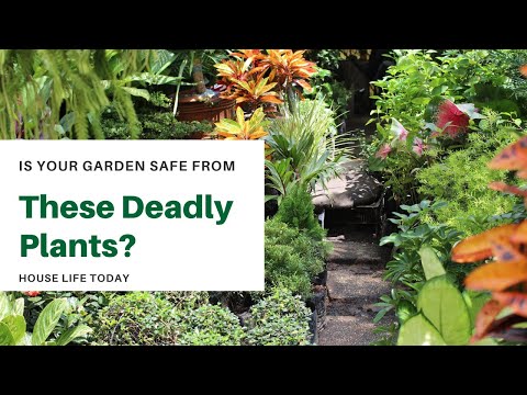 Is Your Garden Safe From These Deadly Plants?