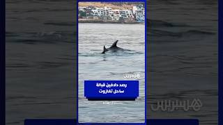 رصد دلافين قبالة ساحل تغازوت thumbnail
