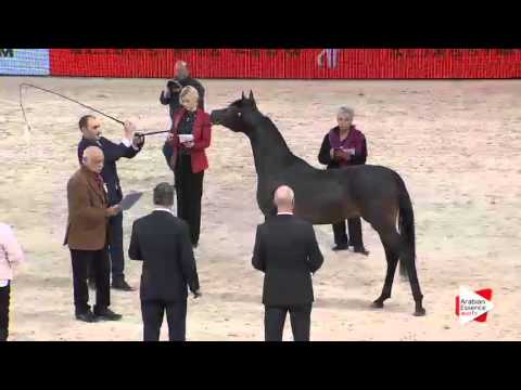 WAHC 2015 - Class CM 4B