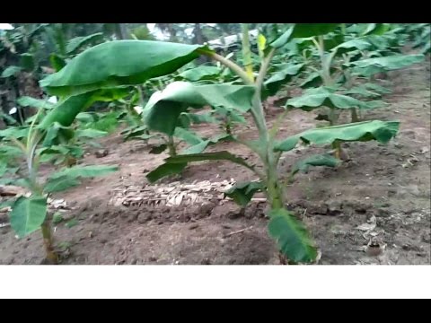 download lagu mp3 mp4 Banana Season In India, download lagu Banana Season In India gratis, unduh video klip Banana Season In India