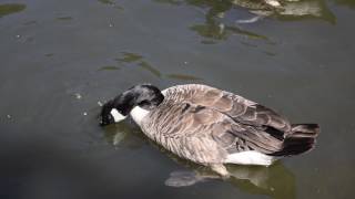 Feeding peas to ducks and swan 19th July 16