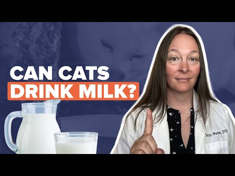 Cat Milk