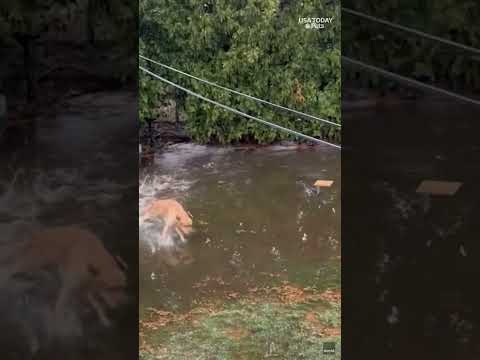 Dog 'zoomies' around flooded Wisconsin yard