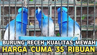 Download lagu TERLALU MURAH ! BURUNG CANTIK KICAUNYA MEWAH CUMA DIJUAL 35 RIBUAN DI PASAR BURUNG PRAMUKA  mp3