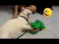 Essayer De Ne Pas Rire Les Animaux Les Plus Drôles Partie 9