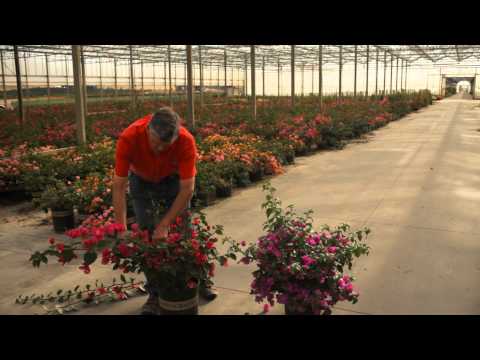 , title : 'The Best Ways to Trim a Bougainvillea & Avoid Thorns : Garden Savvy'