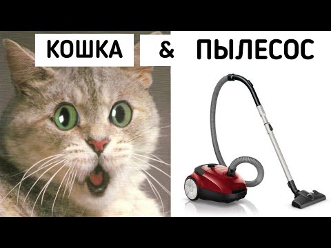 Кошка и пылесос! Смешные кошки!