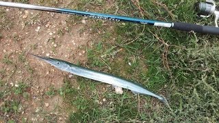 Ловля саргана на бомбарду