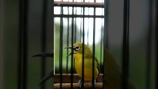 Download lagu PLECI MERAPI ISIAN KUNTI 👻👻👻#pleci#dakun mp3