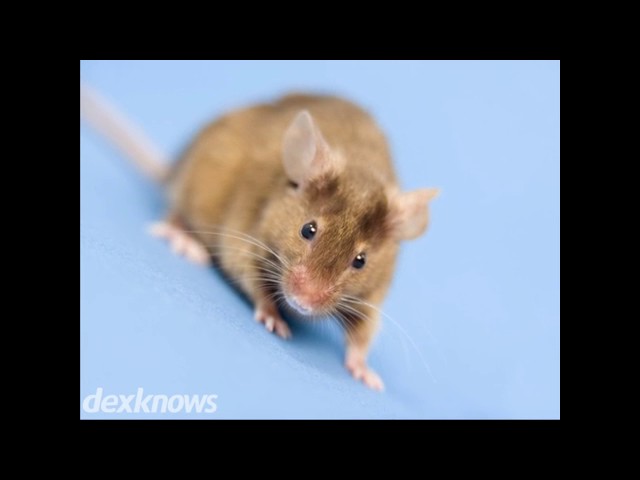 Smithereen Pest Management - Niles, IL