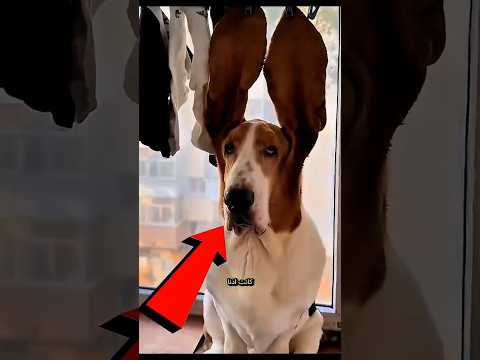 اغرب واطول اذن كلب في العالم تسبب كارثة! 😱🐶