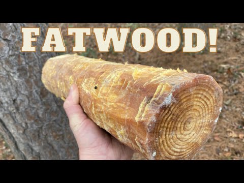 Fatwood for Beginners | How to Locate & Use it
