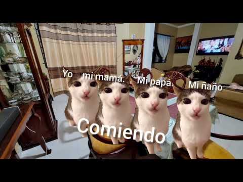 Memes De Gatos Ep 1 T1 La Escuela (Episodio Completo)